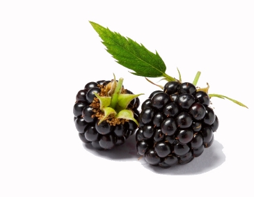 Brombeeren