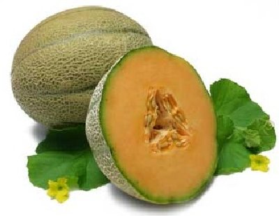 Honigmelone